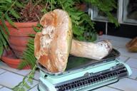 mushroom-kitchen-scale-nature-last-1024917.jpg