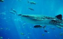 whale-shark-shark-aquarium-water-281497.jpg