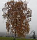 birch-autumn-tree-nature-205558.jpg