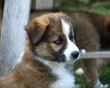 puppy-young-dog-black-eye-cute-dog-374976.jpg