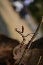 praying-mantis-insect-view-close-166788.jpg