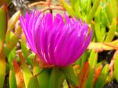 ice-plant-blossom-bloom-red-pink-5310.jpg