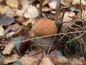 mushroom-autumn-forest-fungus-505597.jpg