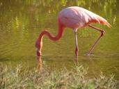 flamingo-lesser-pink-bird-exotic-255525.jpg