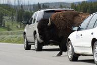 buffalo-montana-animal-nature-915828.jpg