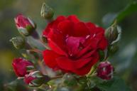 red-roses-flower-nature-floral-547586.jpg