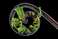 fern-young-fern-fresh-shoots-321457.jpg