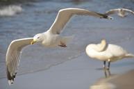 birds-sea-flight-nature-661338.jpg