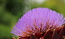 artichoke-artichoke-flower-blossom-1539652.jpg