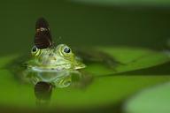 frog-butterfly-pond-mirroring-540812.jpg