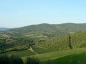 Vineyards fields on hill.jpg