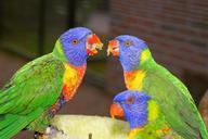 birds-parrots-colorful-nature-981696.jpg