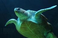 underwater-turtle-sea-turtle-1283558.jpg