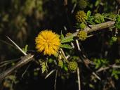 acacia-sweet-acacia-sponge-tree-1248433.jpg