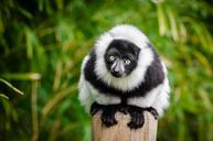 lemur-madagascar-primate-funny-1383616.jpg