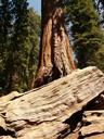 tree-sequoia-wood-bark-huge-tribe-4888.jpg