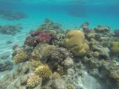 underwater-wildlife-fire-coral-1066499.jpg