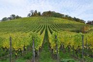 vineyard-enz-sternenfels-199135.jpg