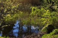 pond-biotope-silent-waters-lake-325499.jpg