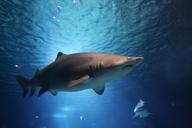 shark-sea-ocean-water-animals-220748.jpg