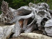 beach-driftwood-roots-tree-1165664.jpg