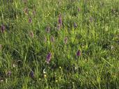 meadow-orchid-plant-nature-346251.jpg