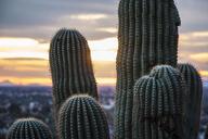 arizona-desert-saguaro-cactus-1443336.jpg