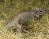 iguana-nature-outside-grass-plants-86591.jpg