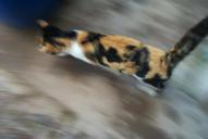 cat-speed-feline-166064.jpg