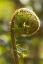 fern-fern-leaf-green-fiddlehead-1154925.jpg