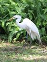 egret-bird-nature-wildlife-animal-1586525.jpg