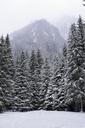 cold-december-forest-frost-frozen-1122699.jpg