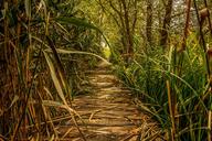 swamp-marsh-green-nature-landscape-1706114.jpg