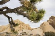 Joshua_trees_and_boulders_at_Jumbo_Rocks_campground.jpg