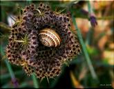 snail-shell-close-snail-shell-249231.jpg