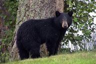 black-bear-animal-black-canim-lake-50293.jpg