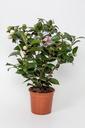 blumenstock-flowerpot-potted-plant-564132.jpg