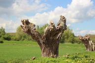 pasture-tree-meadow-nature-grass-770149.jpg