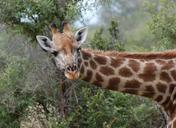 giraffe-safari-nature-animal-head-281145.jpg