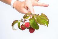 fruit-raspberry-red-539129.jpg