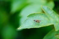 animal-tie-leaf-leaves-insect-22870.jpg