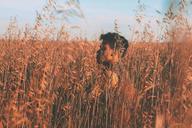 hipster-wheat-barley-field-life-863270.jpg