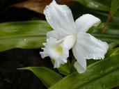 orchid-tropical-tropics-exotic-516769.jpg