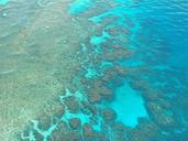 great-barrier-reef-diving-coral-261727.jpg