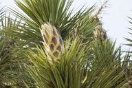 Joshua_tree_bud_at_Black_Rock_campground,_February_18,_2015.jpg