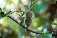 kiwi-plant-fruit-food-green-fresh-741655.jpg