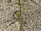 grass-weed-concrete-assertiveness-462467.jpg