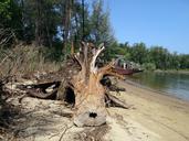 tree-trunk-fallen-estuary-river-251074.jpg