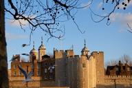 tower-of-london-london-tower-661327.jpg