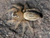 spider-jumping-spider-67761.jpg